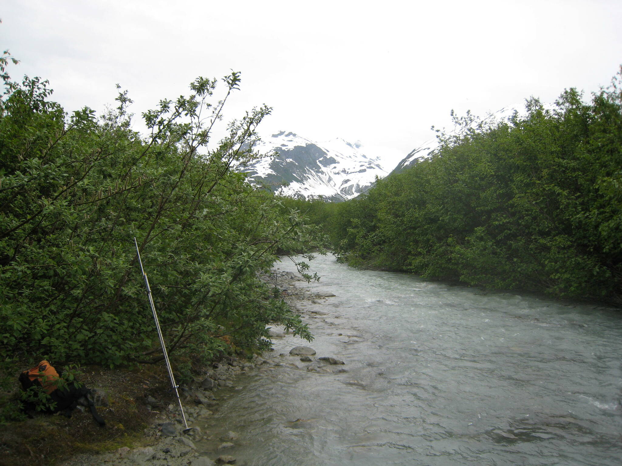 Stonefly Creek, in Glacier Bay, came out from under glacier ice in the last century and now has thousands of pink salmon spawning in it. (Courtesy Photo / Sonia Nagorski)