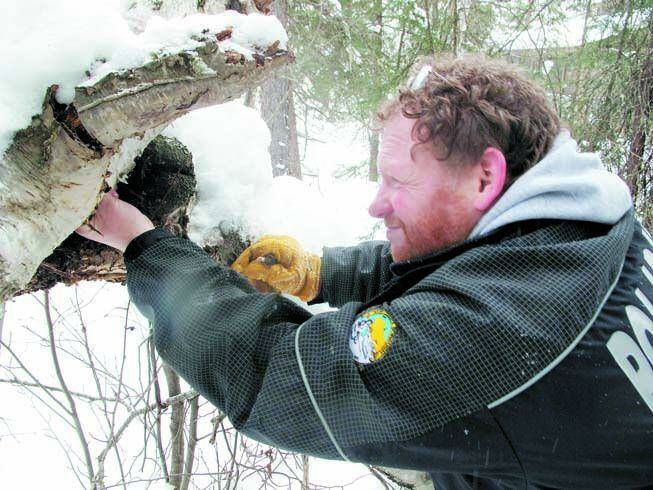 Courtesy Photo / Ned Rozell 
Todd Sformo looks for overwintering insects in the forest near Chena Hot Springs.