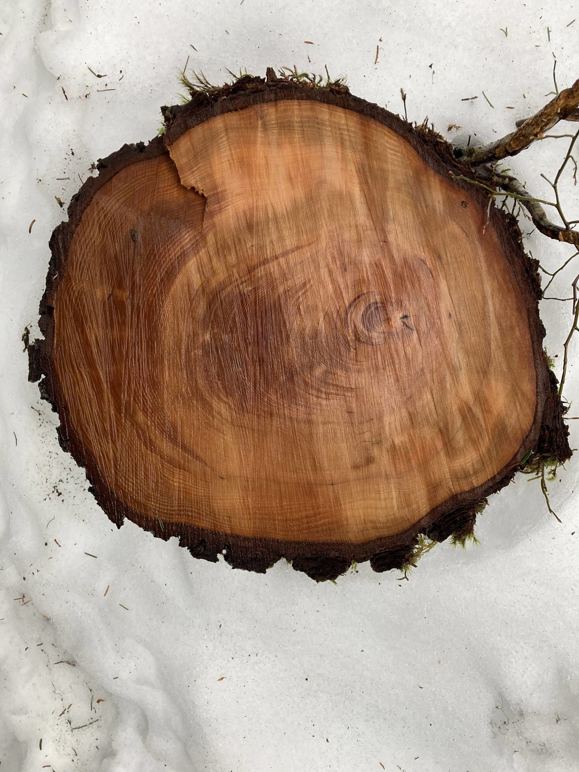 This photo shows a cross-section of a tree trunk, showing the asymmetrical growth induced when the tree leaned. (Mary F. Willson / For the Juneau Empire)