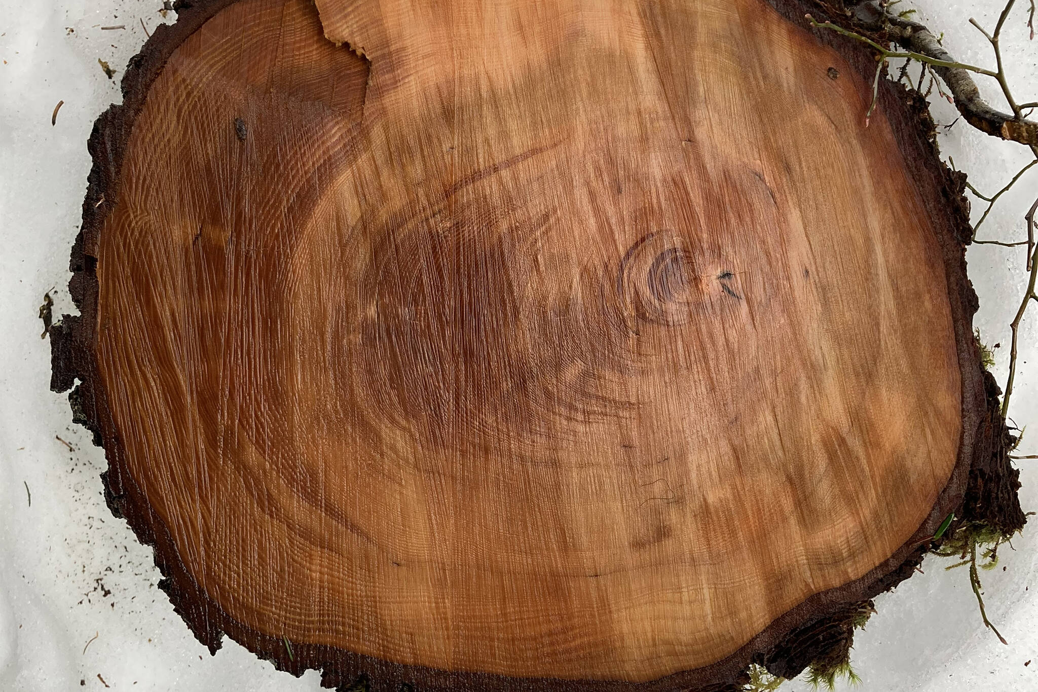 This photo shows a cross-section of a tree trunk, showing the asymmetrical growth induced when the tree leaned. (Mary F. Willson / For the Juneau Empire)