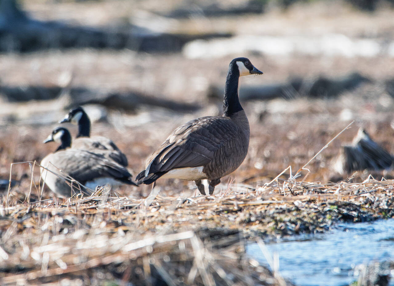 A Canada goose keeps watch as others rest, Mendenhall Wetlands State Game Refuge. (Courtesy Photo / Kenneth Gill, gillfoto)
