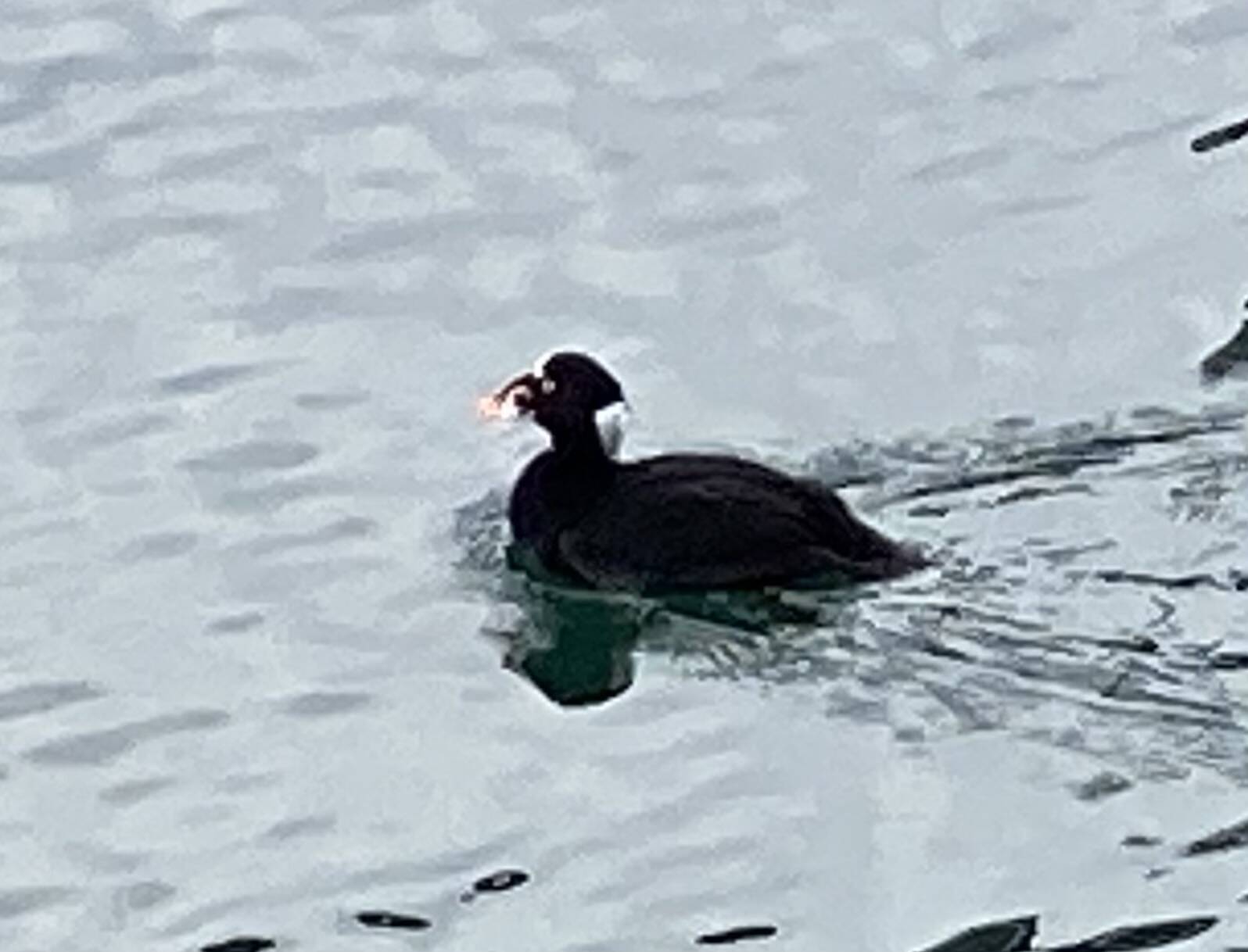 A surf scoter cruises through the downtown boat harbor on March 4. (Courtesy Photo / Denise Carroll)