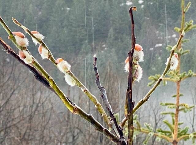 Pussy willows abound on the trail to Nugget Falls on March 5. (Courtesy Photo / Denise Carroll)