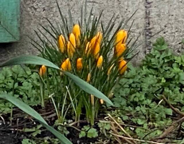 Crocus are up in a Gold Street garden on March 12. (Courtesy Photo / Denise Carroll)