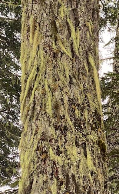 Lichens offers a warm winter coat to this conifer located near the tram on March 12. (Courtesy Photo / Denise Carroll)
