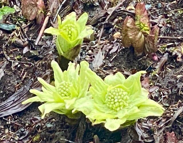 Early blossoming butterbur is a shrub whose leaves grow to the size of elephant ears on March 11. (Courtesy Photo / Denise Carroll)