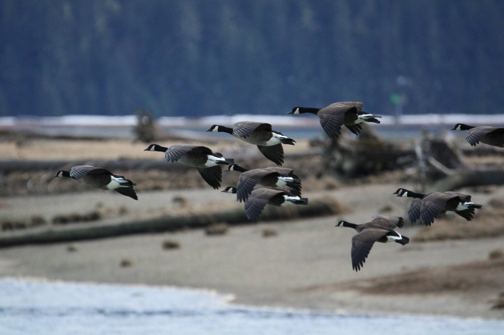 Canada geese fly on March 9 at Mendenhall Wetlands. (Courtesy Photo / Carolyn Kelley)