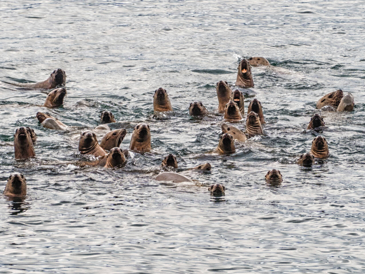 A large group of Sea Lions (15 of which did not fit in picture) Fritz Cove by North Douglas, Southeast Alaska. (Courtesy Photo / Kenneth Gill, gillfoto)