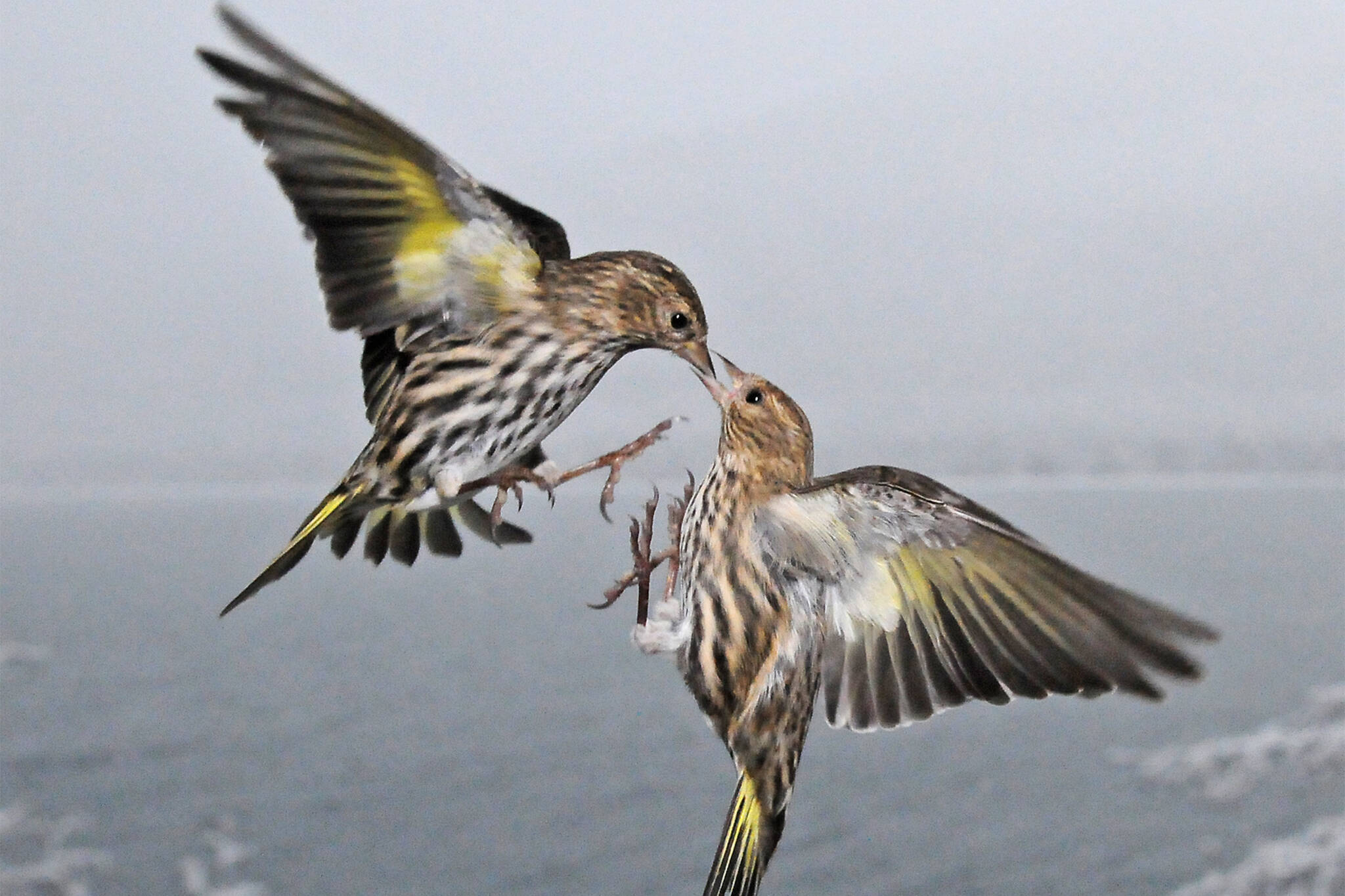 Pine siskins are feisty little birds, frequently aggressive against other birds and each other.(Courtesy Photo / Bob Armstrong)