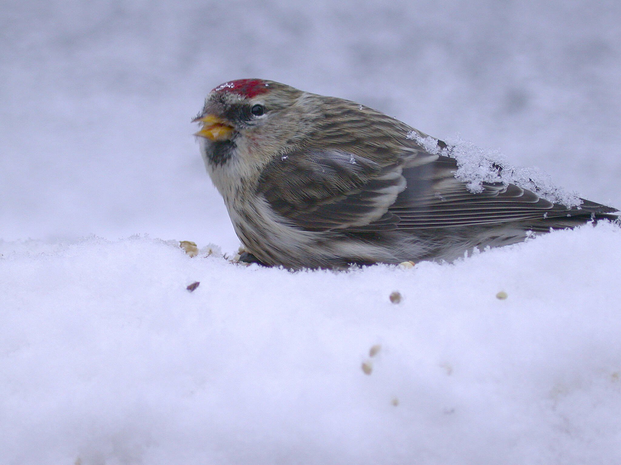 Common redpolls often visit Juneau in winter, feeding on alder seeds and visiting seed feeders.(Courtesy Photo / Bob Armstrong)