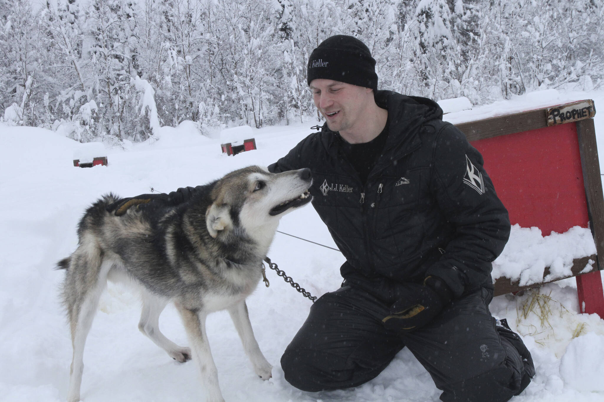 Five-time Iditarod champion Dallas Seavey is shown Feb. 22, 2022, playing with Prophet, one of his lead dogs, at his kennel in Talkeetna, Alaska. Seavey is tied with musher Rick Swenson for the most Iditarod victories ever, and Seavey is looking for his sixth title when the Iditarod Trail Sled Dog Race starts this weekend in Alaska. (AP Photo / Mark Thiessen)
