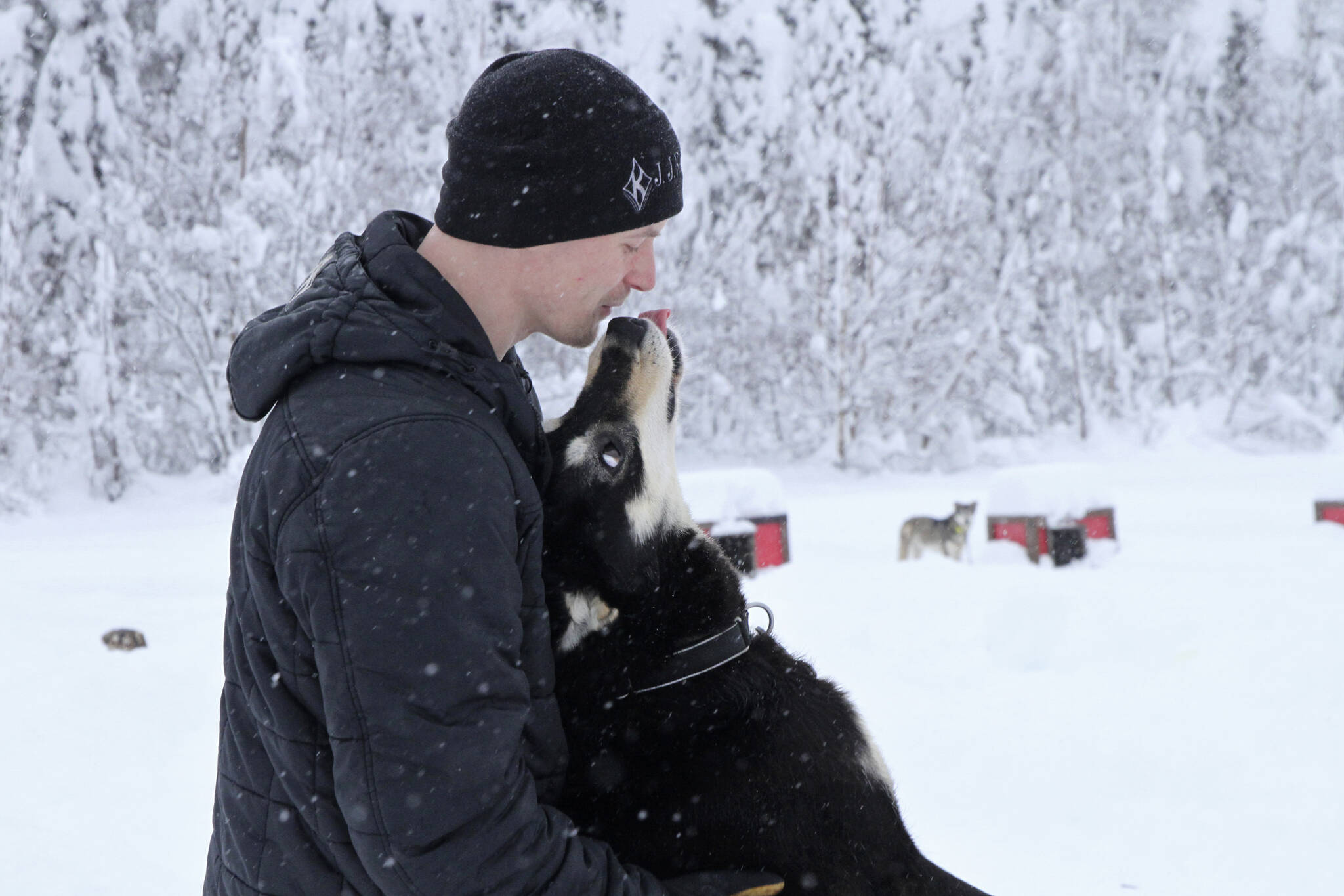 Five-time Iditarod champion Dallas Seavey is shown Feb. 22, 2022, playing with Ace, one of his dogs at his kennel in Talkeetna, Alaska. Seavey is tied with musher Rick Swenson for the most Iditarod victories ever, and Seavey is looking for his sixth title when the Iditarod Trail Sled Dog Race starts Saturday, March 5, in Alaska. (AP Photo / Mark Thiessen)