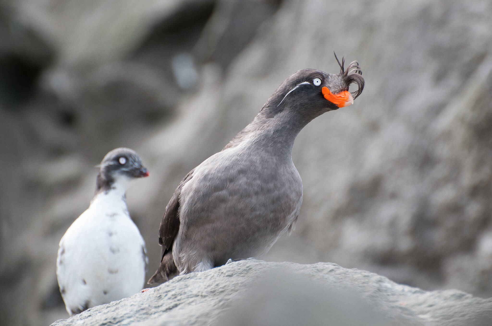 This photo shows a least and crested auklet on Kasatochi Volcano in 2012 (Gary S Drew / United States Geological Survey)