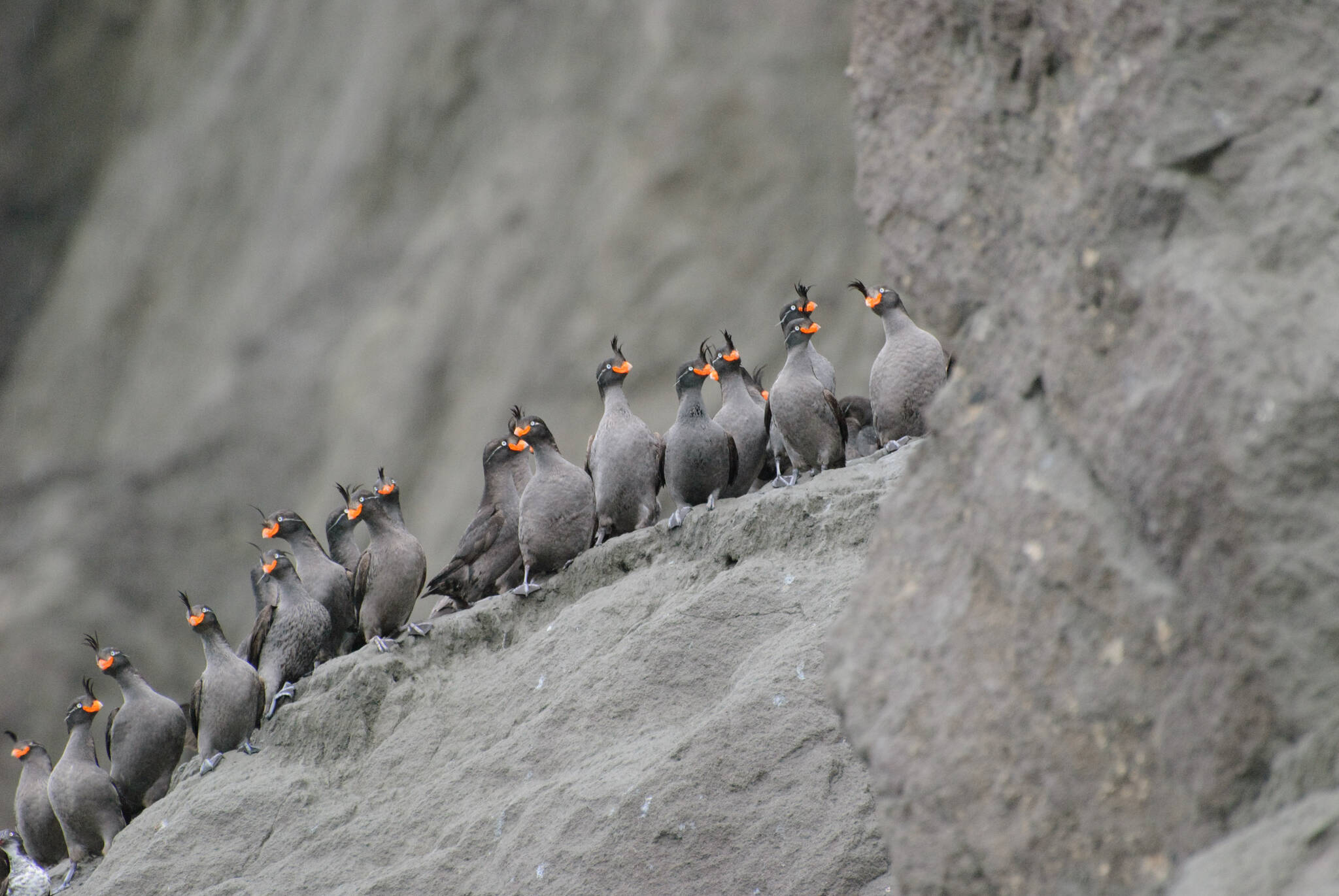 Gary S. Drew / United States Geological Survey
Crested auklets stand in a line on ash mud of Kasatochi Volcano.