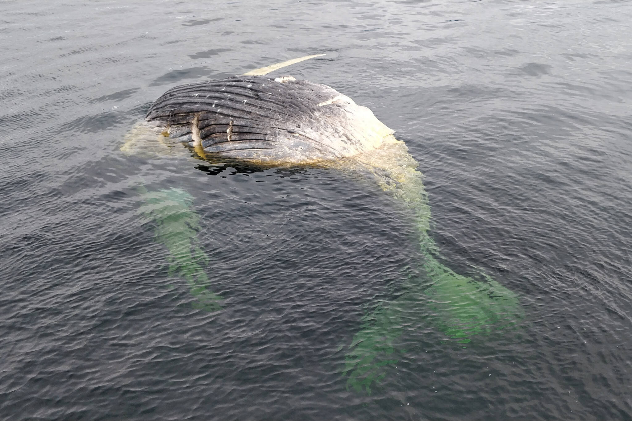 A dead whale previously seen and necropsied on a small island near Angoon was spotted afloat on March 3. The cuts visible come from the necropsy effort, said a NOAA official. (Larry Talley / Courtesy photo)