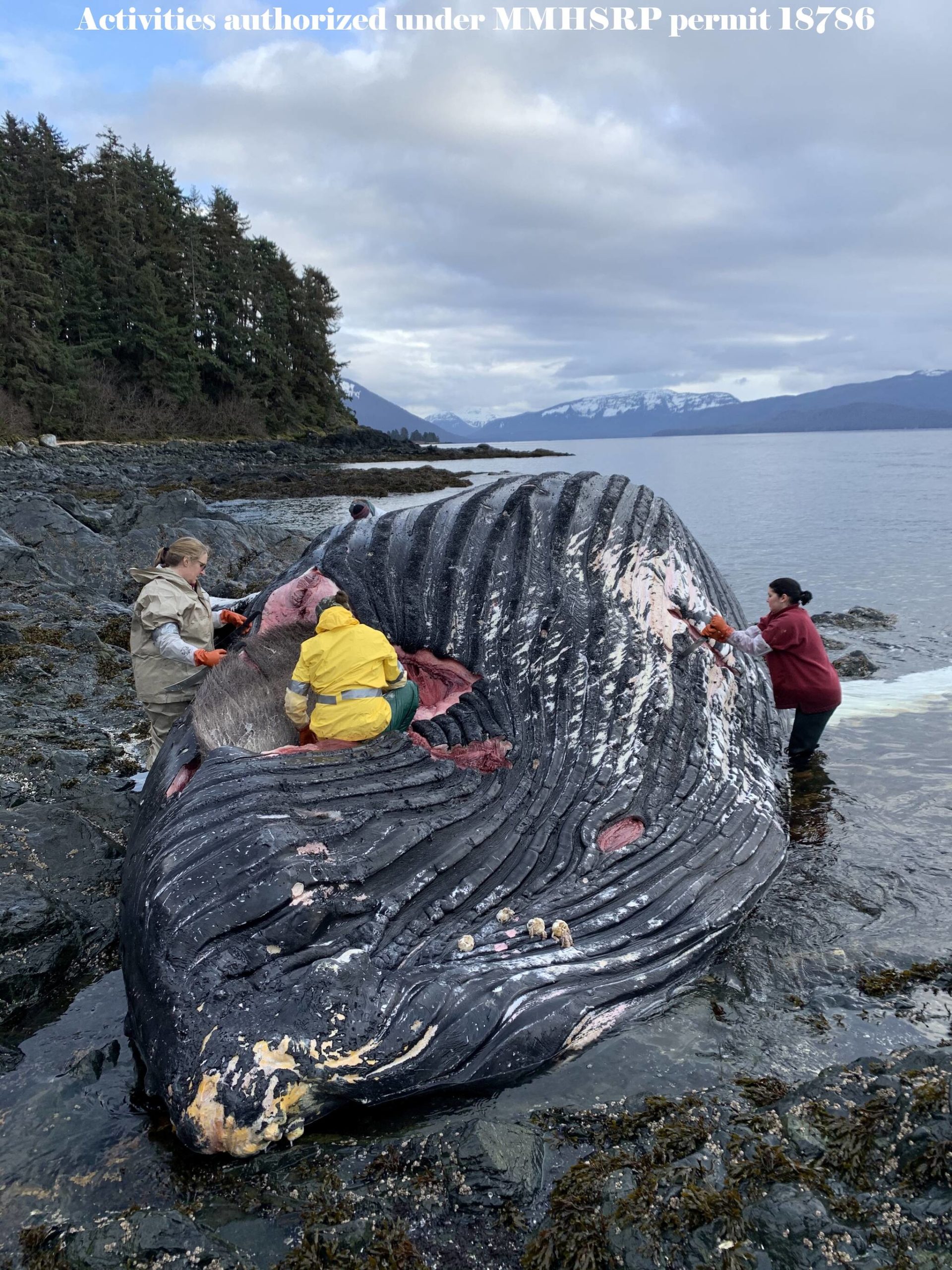 A team from the National Atmospheric and Oceanic Administration performs an authorized necropsy on a humpback whale found dead on Killisnoo Island near Angoon on Feb. 14, 2022. The whale was later carried out to sea. (NOAA Fisheries/ Courtesy photo)