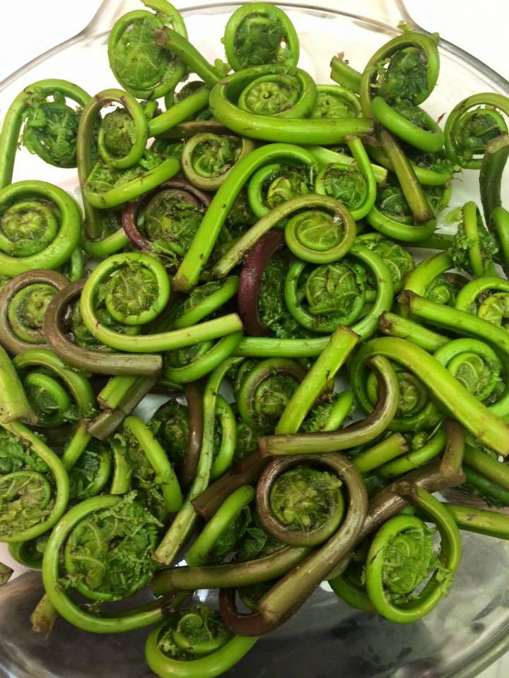 This photo shows fiddleheads. “Fiddlehead ferns are one of my favorite springtime greens,” writes By Yéilk’ Vivian Mork. “Basically, if there’s a vegetable in one of your recipes, fiddleheads can be substituted.” (Yéilk’ Vivian Mork / For the Capital City Weekly)