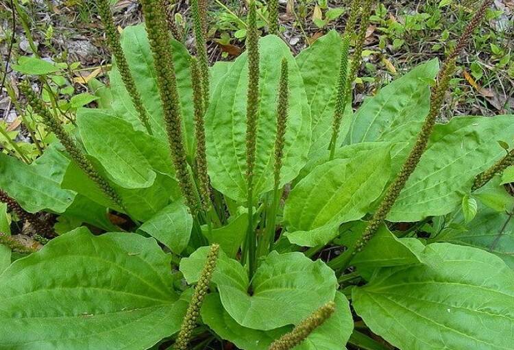 This photo shows plantain. Plantain growing near trailheads may be contaminated. (Yéilk’ Vivian Mork / For the Capital City Weekly)