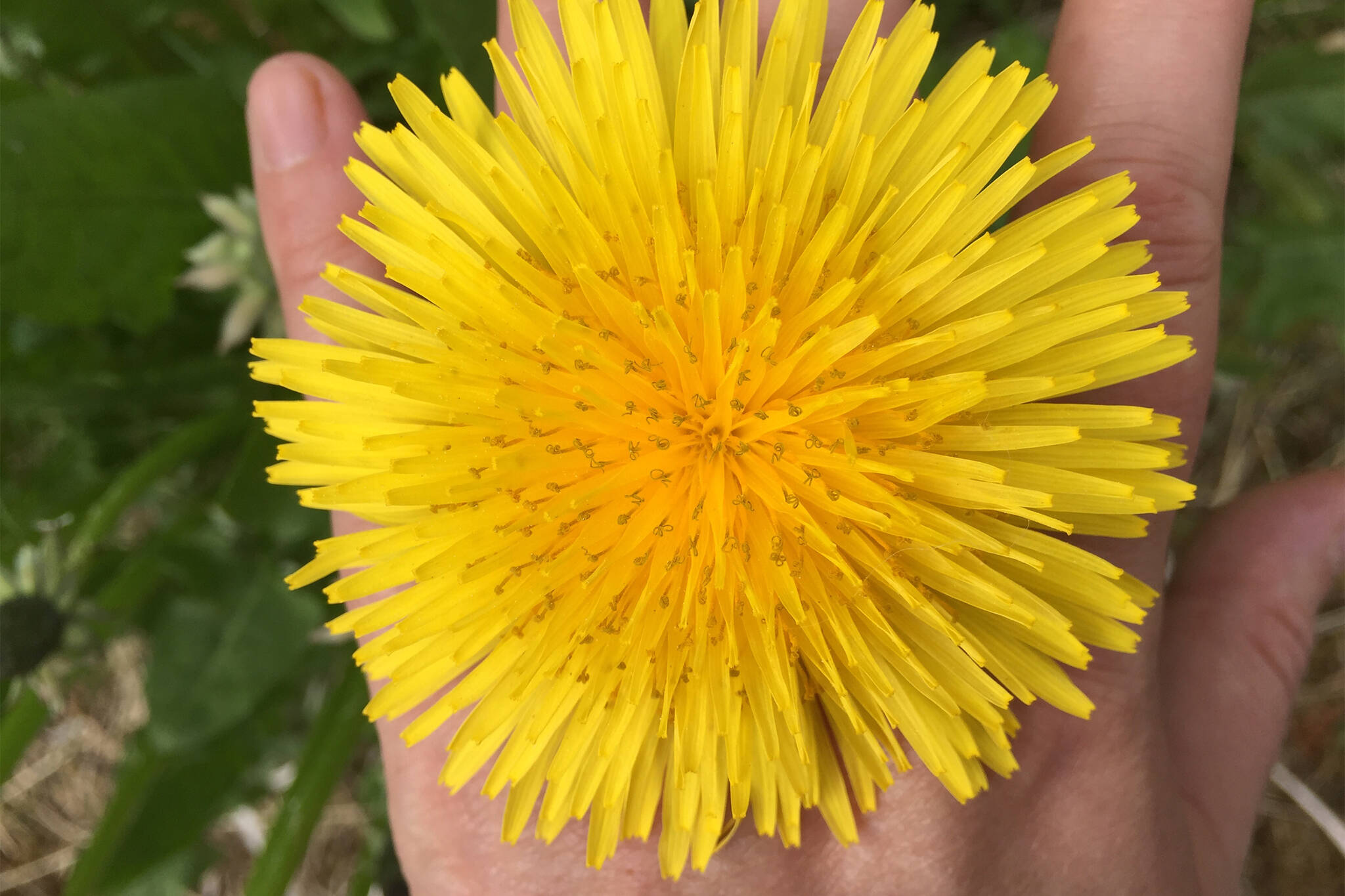 This photo shows a dandelion. "During spring’s root season, people dig up and dry dandelion root, then ground it for coffee, claiming it’s a good substitute." writes By Yéilk’ Vivian Mork. (Yéilk’ Vivian Mork / For the Capital City Weekly)