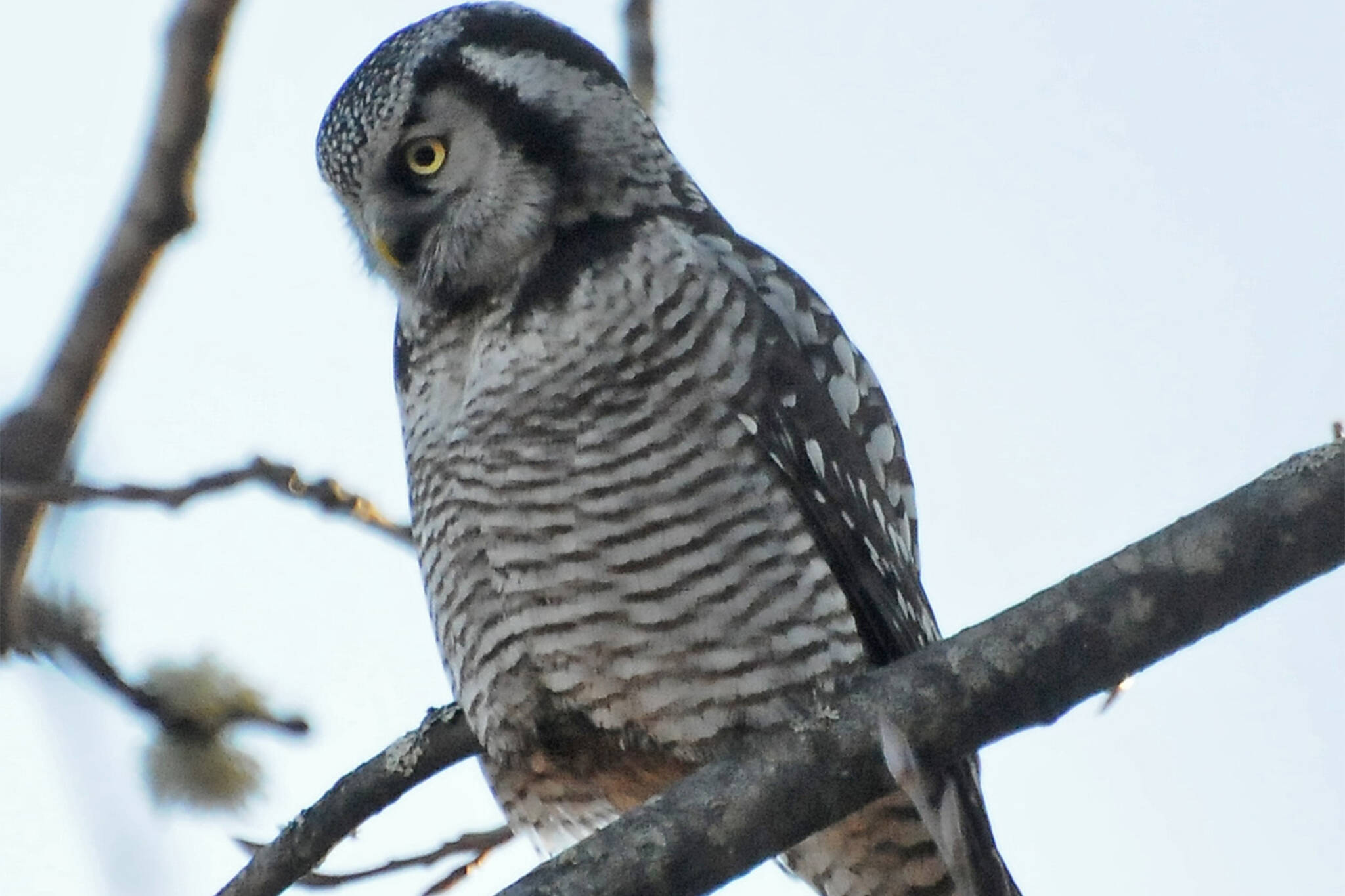 A hawk owl surveys the ground around its perch; note the white patches on the side of the head and the facial disc. (Courtesy Photo / Bob Armstrong)