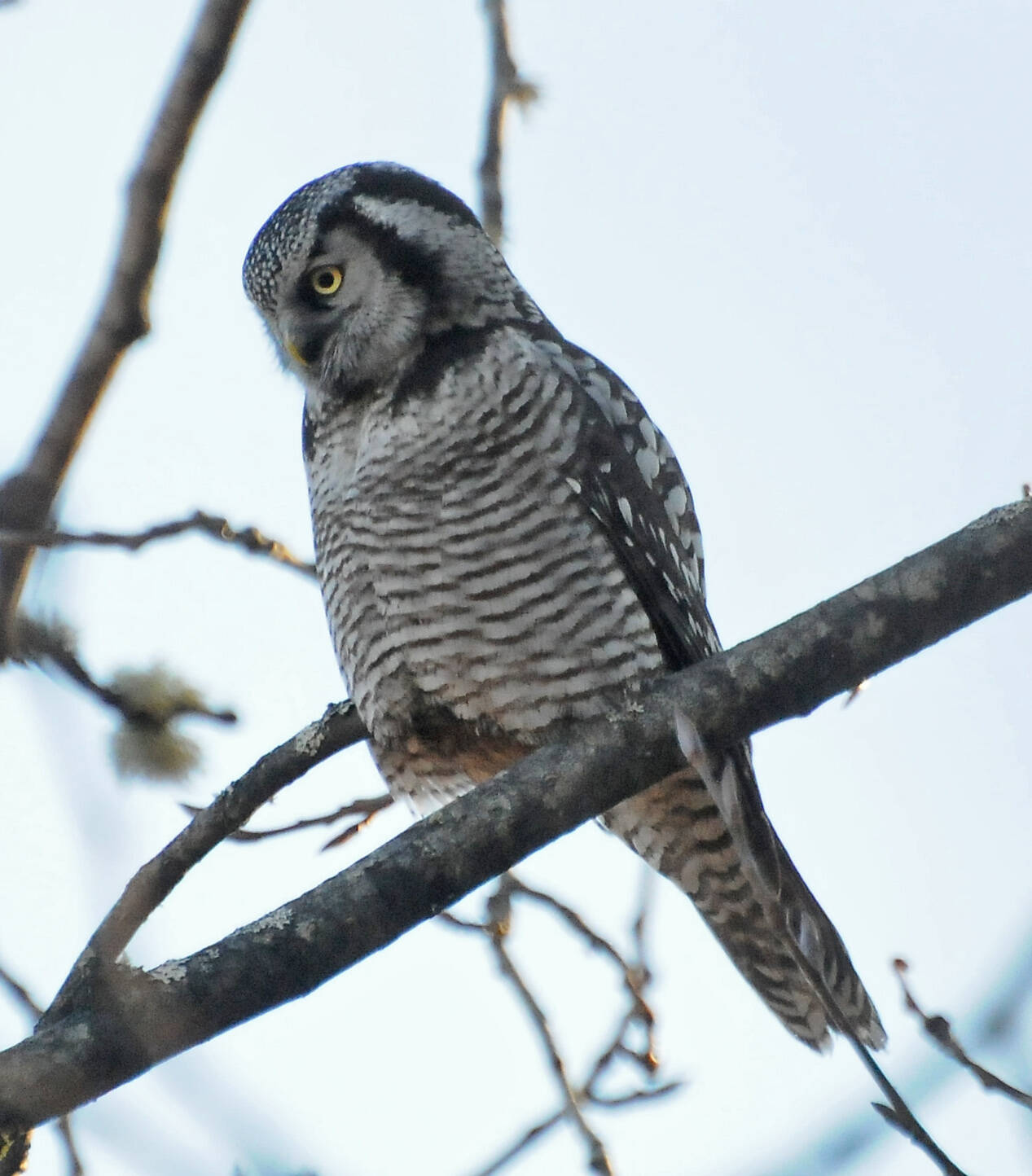 A hawk owl surveys the ground around its perch; note the white patches on the side of the head and the facial disc. (Courtesy Photo / Bob Armstrong)