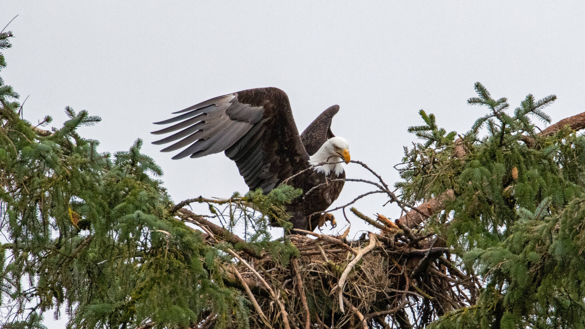 Eagles are building nests in the first week of March (Courtesy Photo / Jos Bakker)