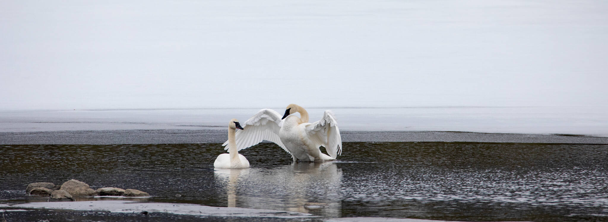 Trumpeter swans appeared on the first official day of Spring (Courtesy Photo Jos Bakker)