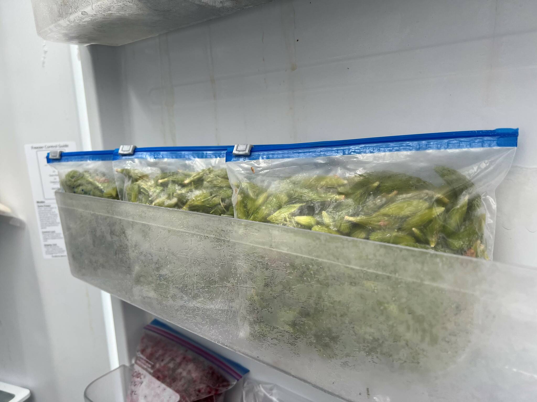 Spruce tips preserved in freezer baggies. (Vivian Faith Prescott / For the Capital City Weekly)