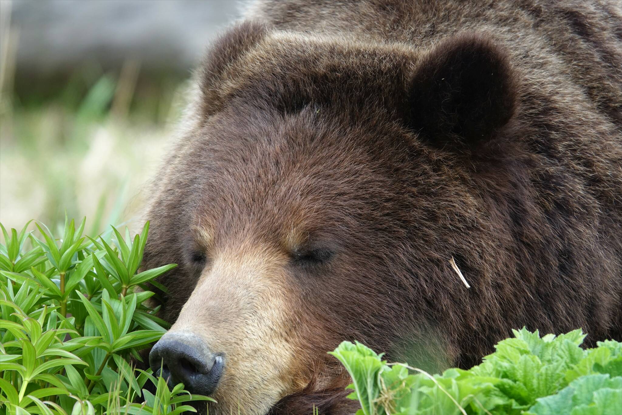 A brown bear sleeps after taking a break from grazing on spring vegetation. (Courtesy Photo / Bjorn Dihle)