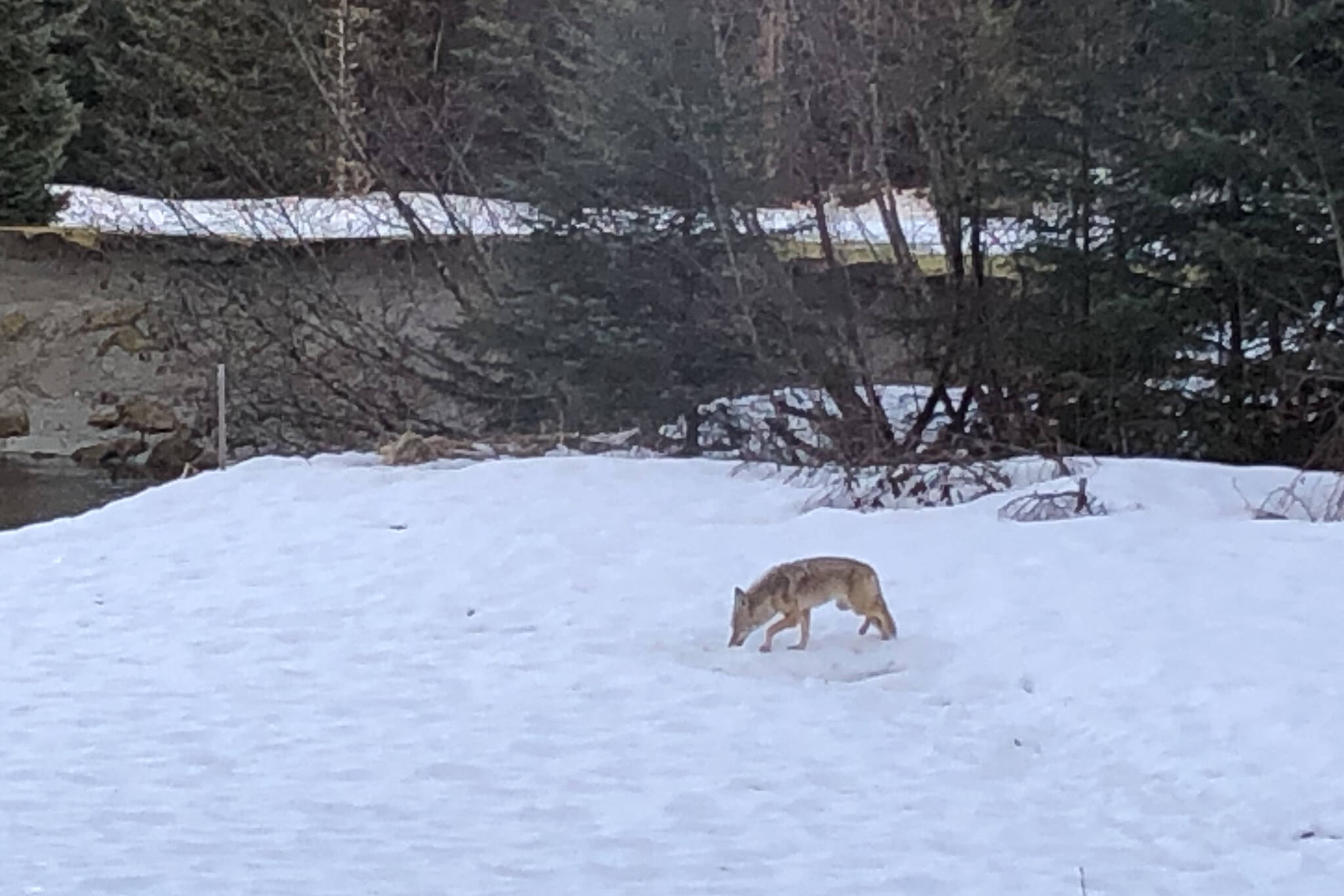 An injured coyote with only three usable legs has survived over a year, hunting small mammals. (Courtesy Photo / Cheryl Cook)