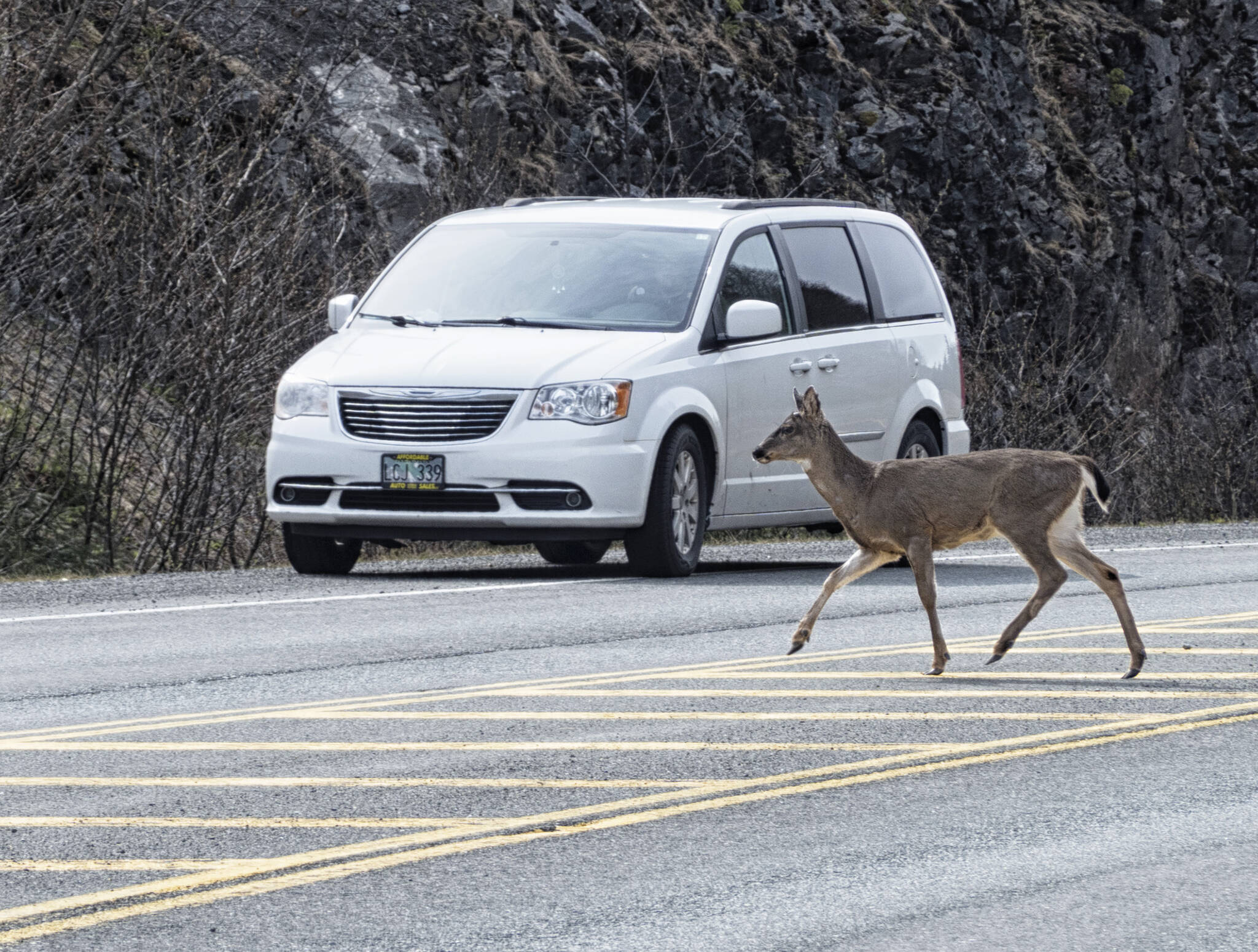 “That time of year - Slow down for Wildlife,” writes Kenneth Gill of this photo taken near the Auke Recreation area. (Courtesy Photo / Kenneth Gill, gillfoto)