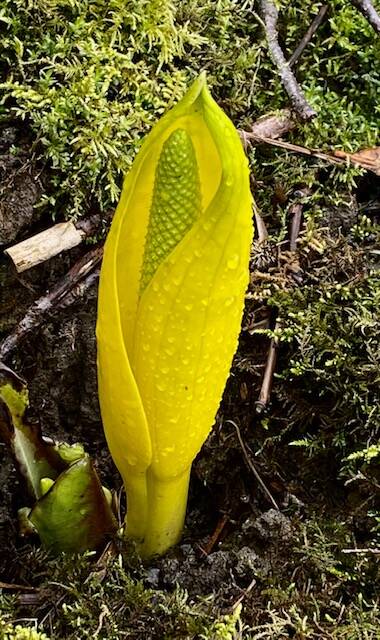 Skunk cabbage: The first sign of spring as seen at Norway Point on March 30. (Courtesy Photo / Denise Carroll)