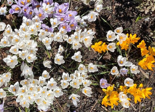 A riot of color among the crocus at Centennial hall seen on April 3. (Courtesy Photo / Denise Carroll)