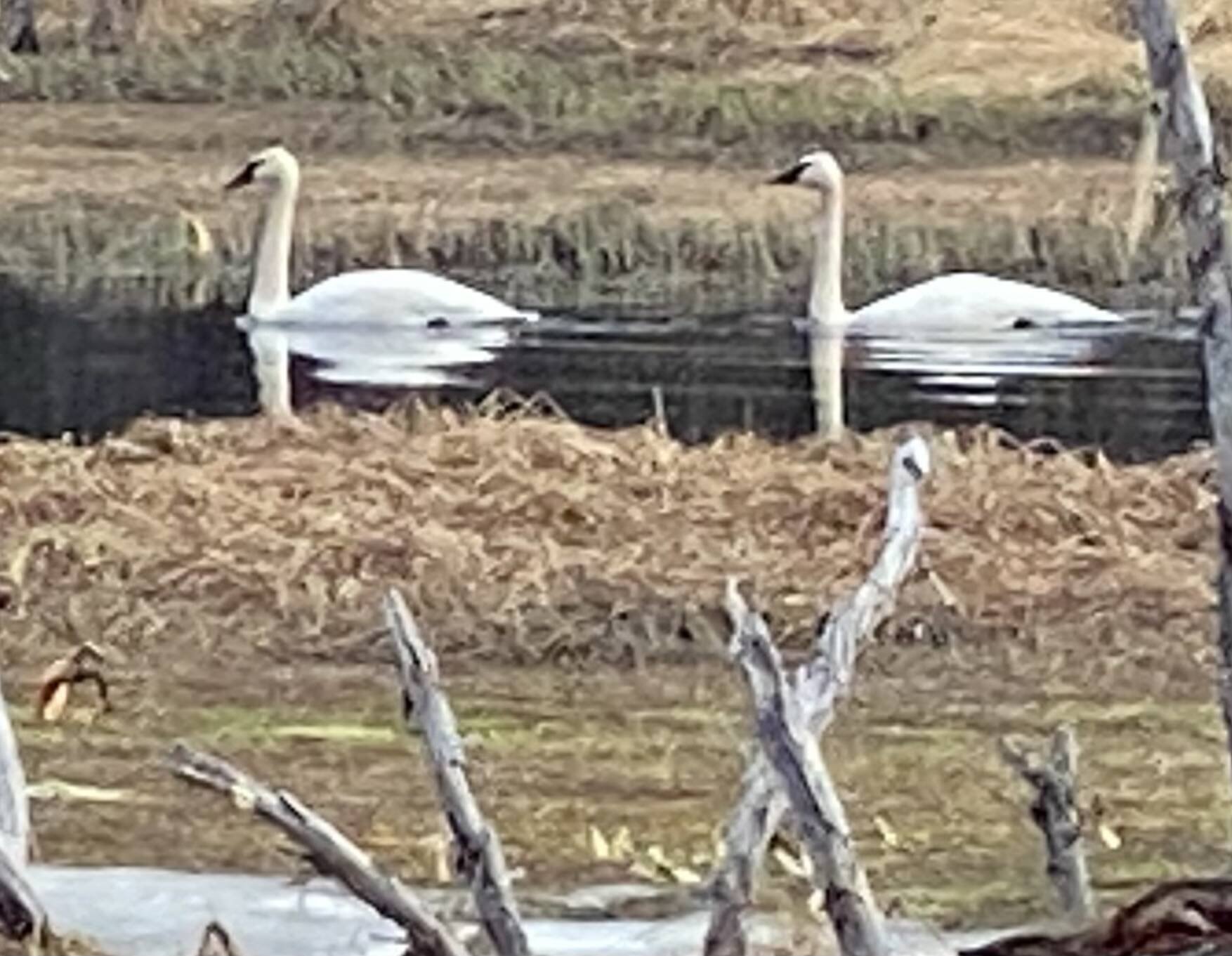 Two swans in Cowee Creek pause to have their photo taken on April 8, 2022. (Courtesy Photo / Denise Carroll)