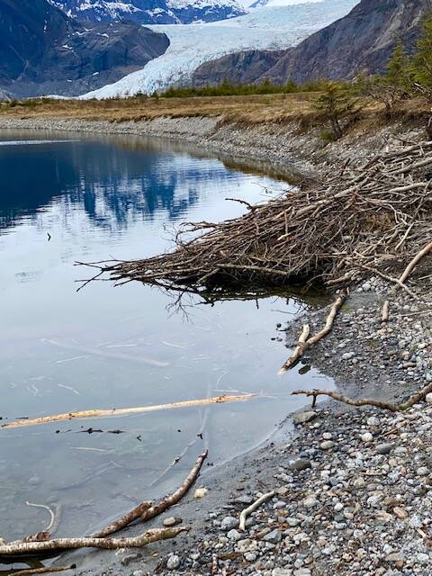 The beavers are busy on the shore of Mendenhall lake. (Courtesy Photo / Denise Carroll)