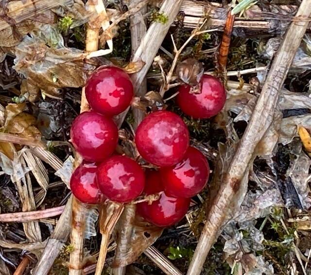 Dewy poisonous baneberries seen in the meadow off the Horse Tram Trail on April 27 . (Courtesy Photo / Denise Carroll)