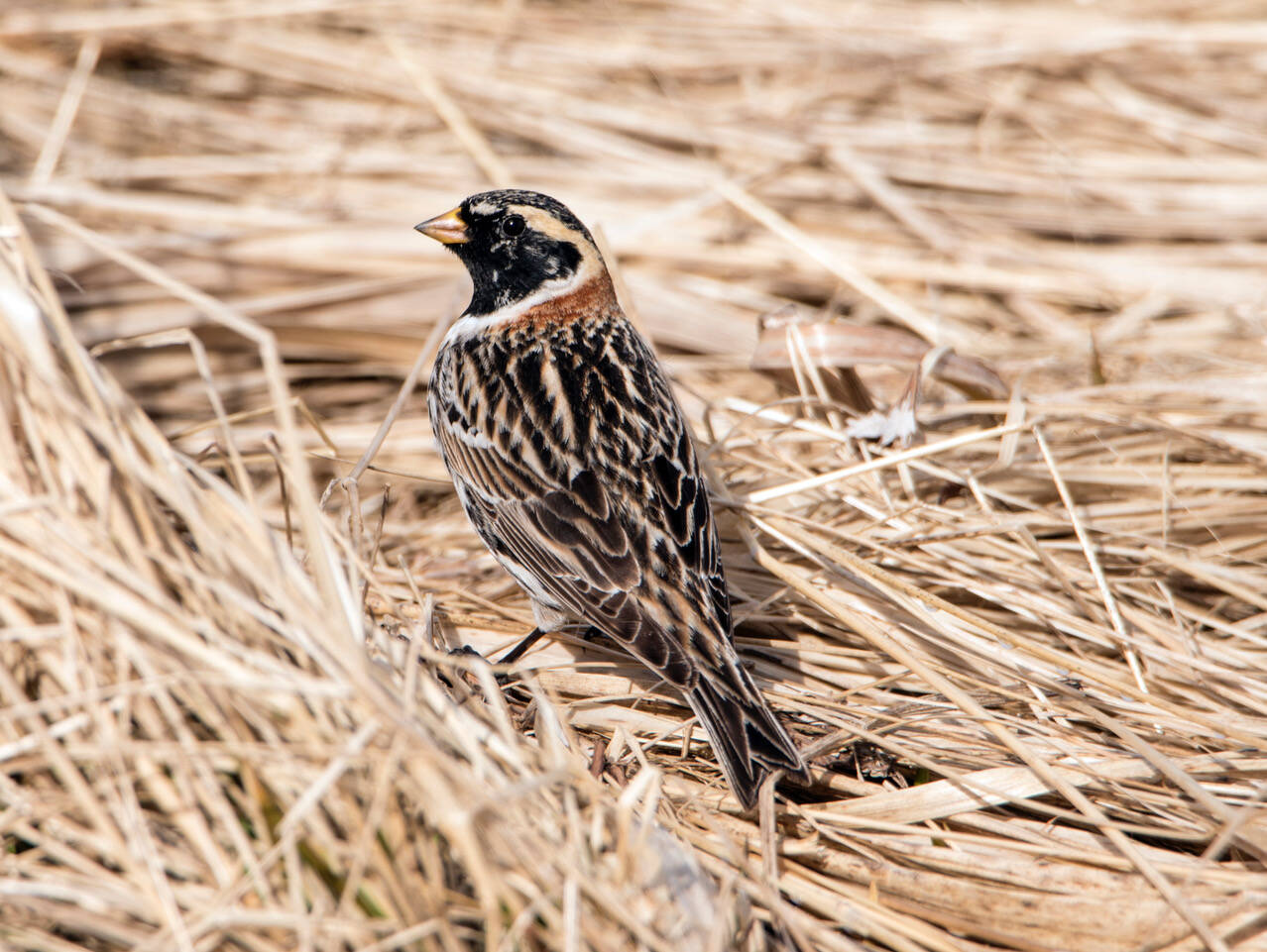 This photo shows a Lapland longspur, (breeding color) on the Mendenhall Wildlife Game Refuge, Juneau, Southeast Alaska. (Courtesy Photo / Kenneth Gill, gillfoto)