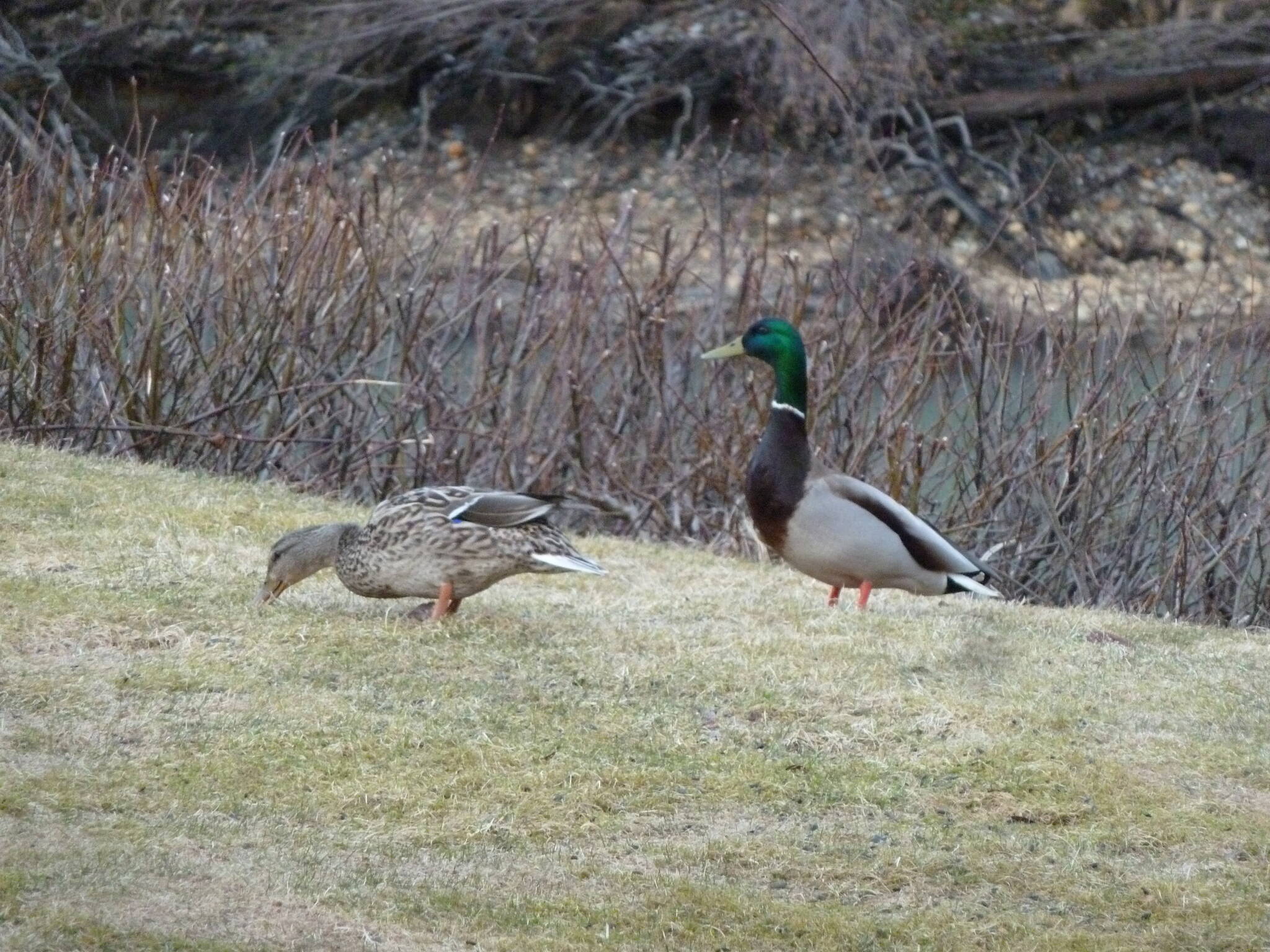 This photo shows a pair of mallards on the bank of the Mendenhall River on April 6. (Courtesy Photo / David Athearn)
