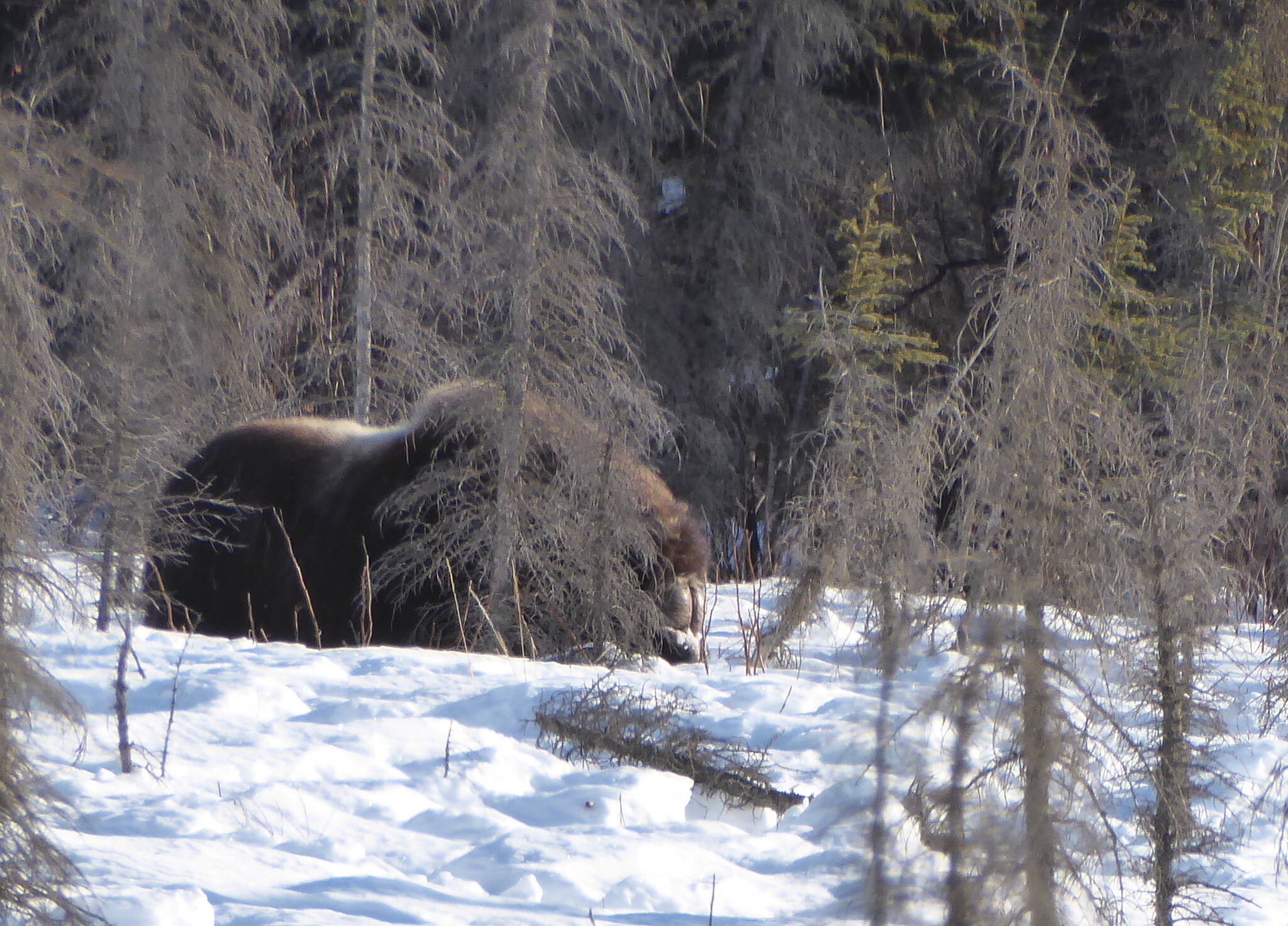 Courtesy Photo / Knut Kielland
A musk ox feeds in the forest just north of Coldfoot.