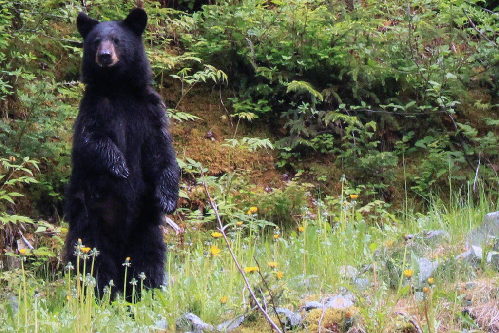 A black bear looks around near the Shrine of St. Therese in 2021. Experts said bears will soon be returning the Juneau’s urban environs. (Dana Zigmund / Juneau Empire File)