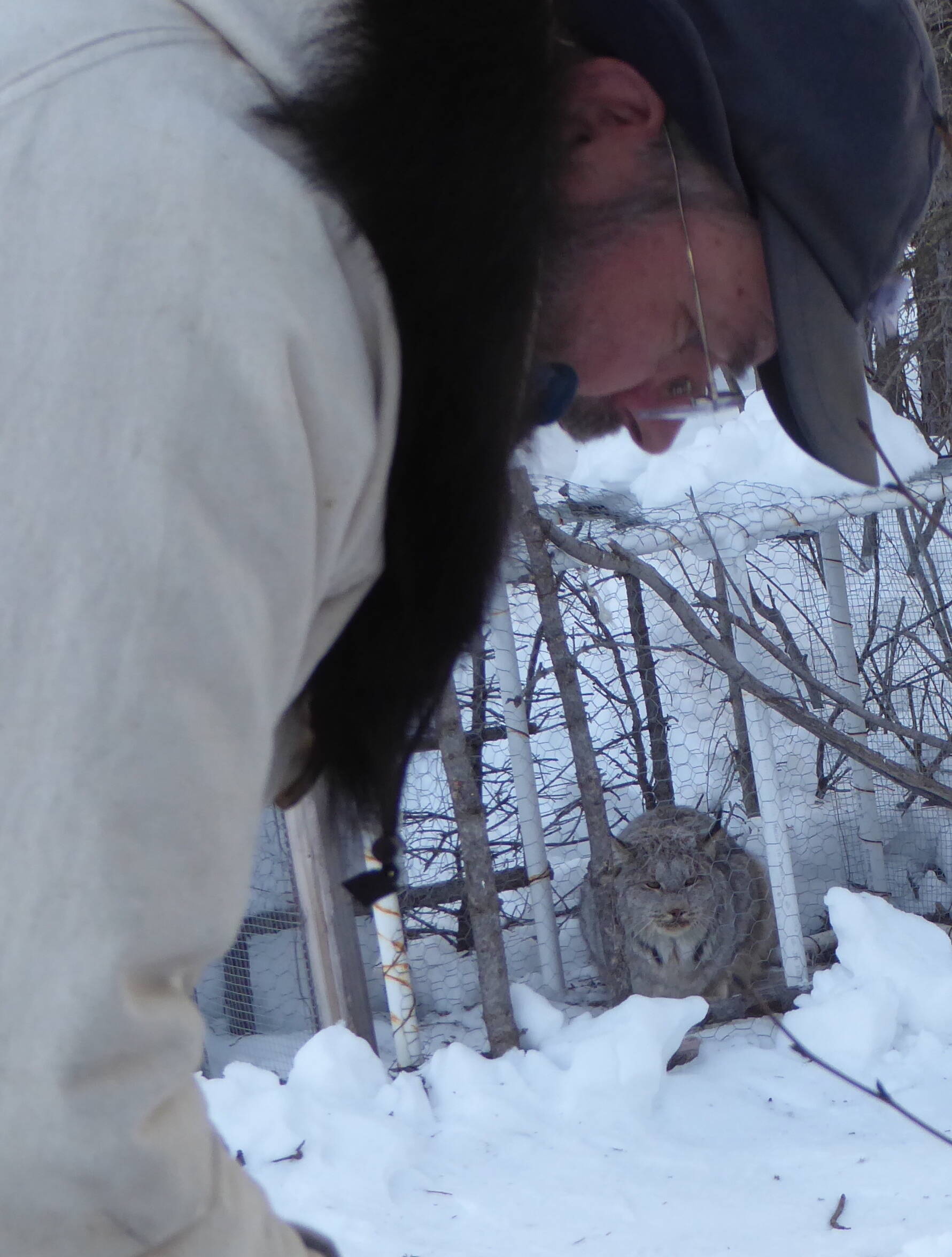 A female lynx watches UAF ecologist Knut Kielland from within a live trap. (Courtesy Photo / Ned Rozell)