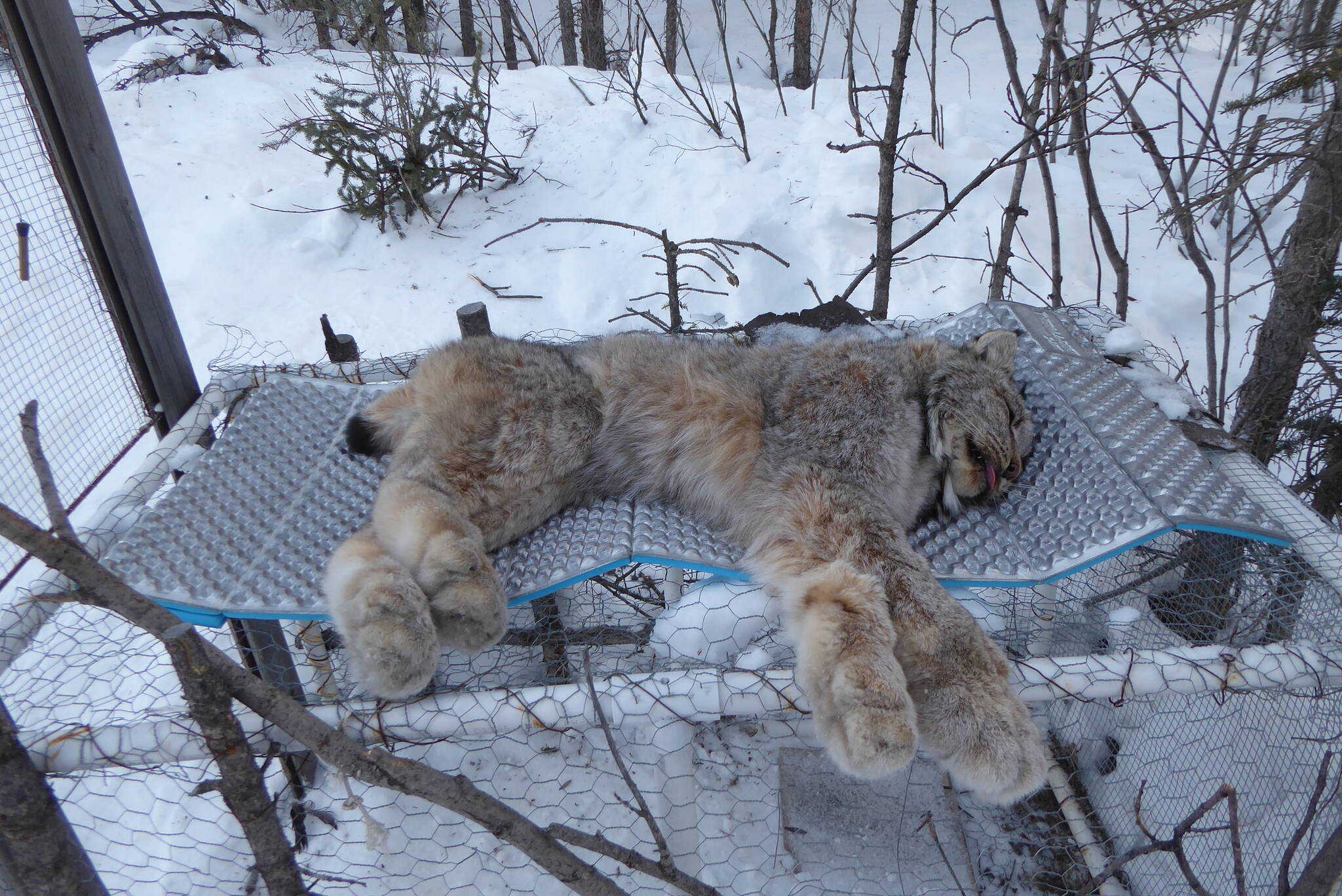 A healthy female lynx lies anesthetized for about an hour on top of the cage-trap that captured it north of the Arctic Circle. (Courtesy Photo / Ned Rozell)