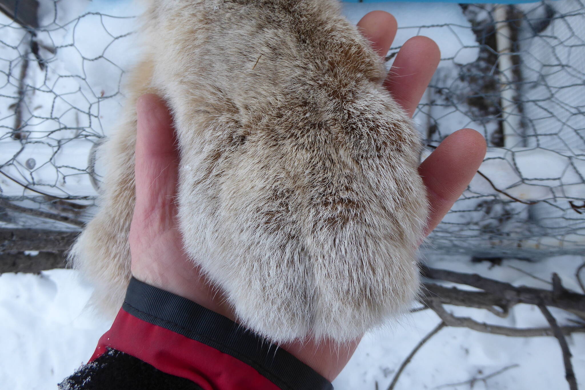 The paw of an anesthetized female lynx trapped north of the Arctic Circle that weighed 22 pounds. (Courtesy Photo / Ned Rozell)