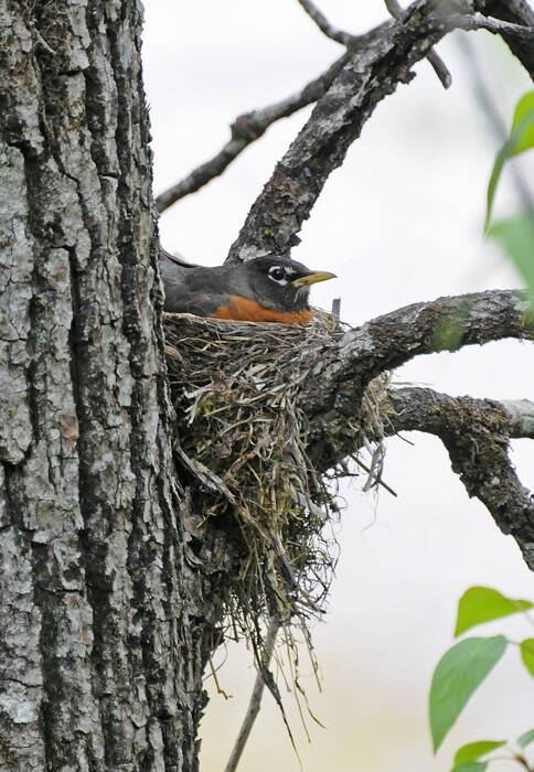 An American robin sits on a nest. (Courtesy Photo / Bob Armstrong)