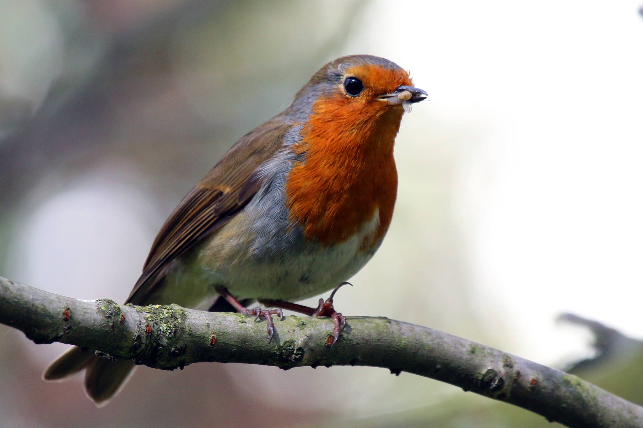 This photo, available under a Creative Commons license, shows a European robin. While its name is similar to that of the American robin, they are not closely related. (Courtesy Photo / Charles J. Sharp)
