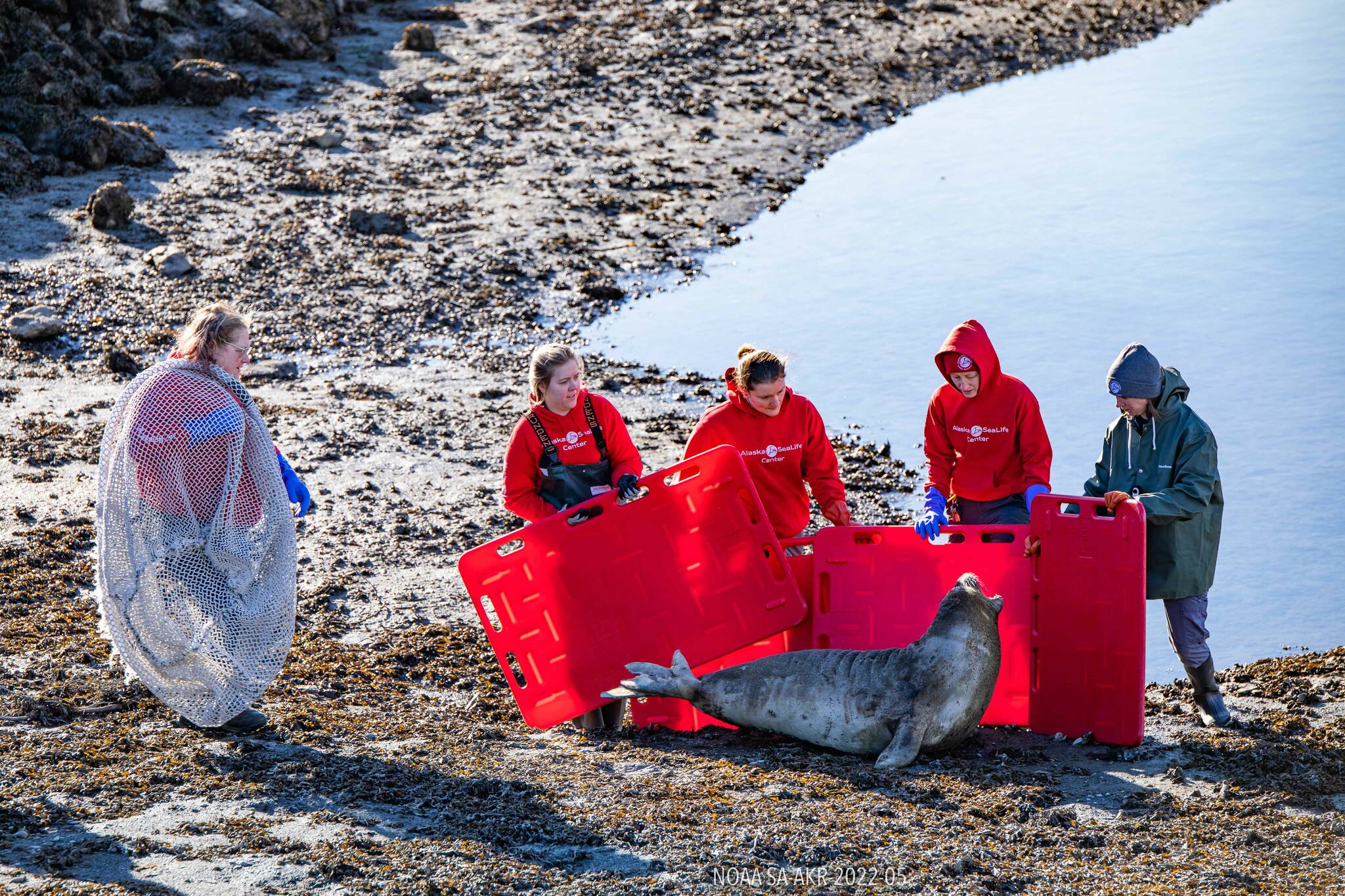 The Alaska SeaLife Center Wildlife Response Team prepares to transport a female elephant seal to the Alaska SeaLife Center on March 21, 2022 after receiving approval from the National Oceanic and Atmospheric Administration. The seal appeared bloated and unusually lethargic. (Kaiti Grant/Alaska SeaLife Center)