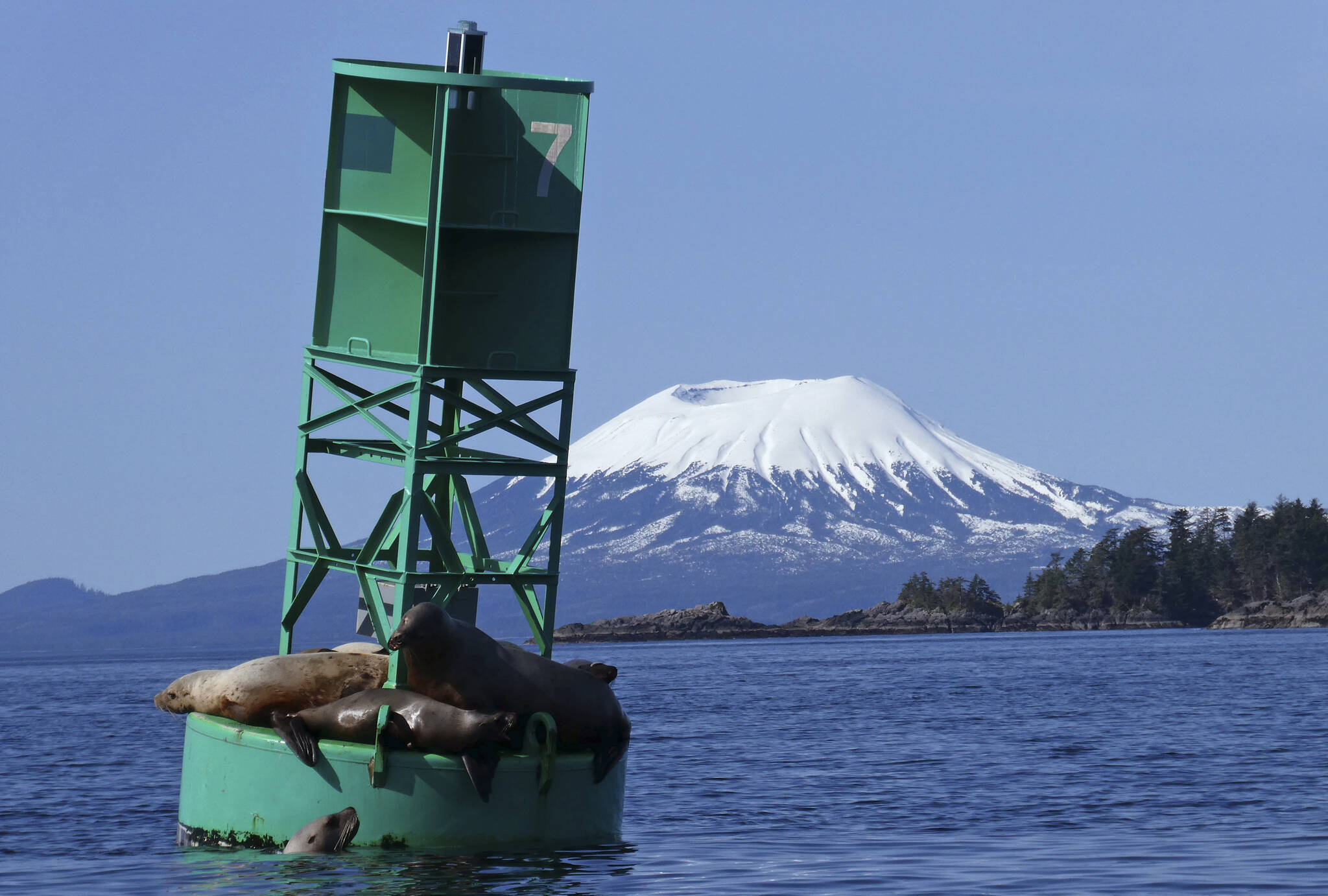 AP Photo / Becky Bohrer
With Mount Edgecumbe in the background, a sea lion pops its head out of the water next to a buoy crowded with other sea lions in Sitka, Alaska on April 7, 2018. A swarm of hundreds of small earthquakes have been reported near Mount Edgecumbe volcano 15 miles west of Sitka, in southeast Alaska. The reason for the swarm is not known, officials at the Alaska Volcano Observatory said Wednesday.