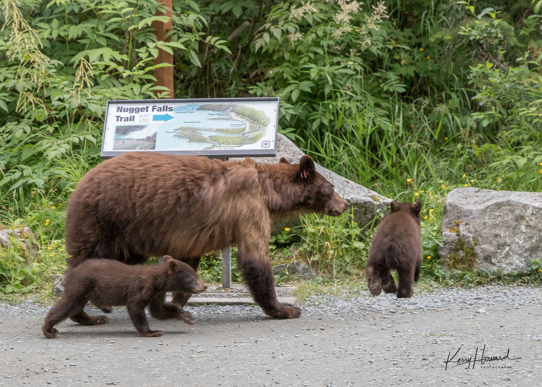 Nikki is an old favorite that we see near the Mendenhall Glacier Visitor Center; here she is with a couple of new cubs. Black bears mate in early summer, but the fertilized egg is not implanted until fall; then gestation takes about seven months, resulting in a tiny cub that won’t emerge from the den until early summer. (Courtesy Photo / Kerry Howard)