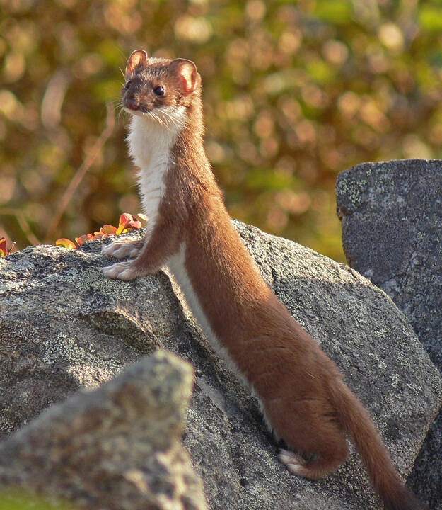 Short-tailed weasels are known as ermine in winter. Regular, scheduled delayed implantation is recorded for various mustelids (otter, mink, wolverine, ermine), brown bears, some bats, some seals, a European deer, and others. (Courtesy Photo / Bob Armstrong photo)