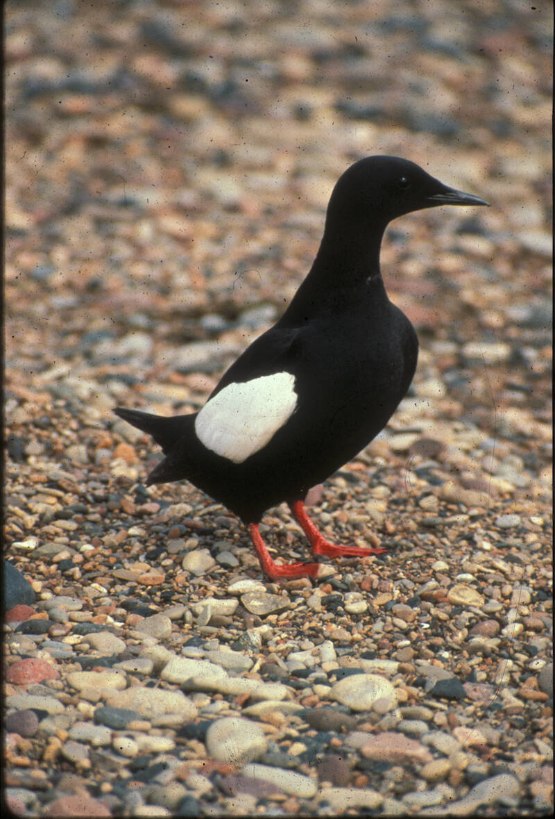 A black guillemot, sentinel of a changing planet, on Cooper Island off the coast of northern Alaska. (Courtesy Photo / George Divoky)